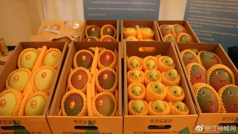 “丽江芒果”走出云南、走向全国、走向世界