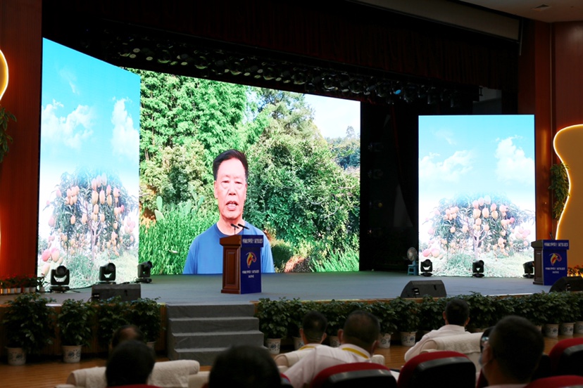 满城芒果香 丽江华坪第十三届芒果文化节正式开幕