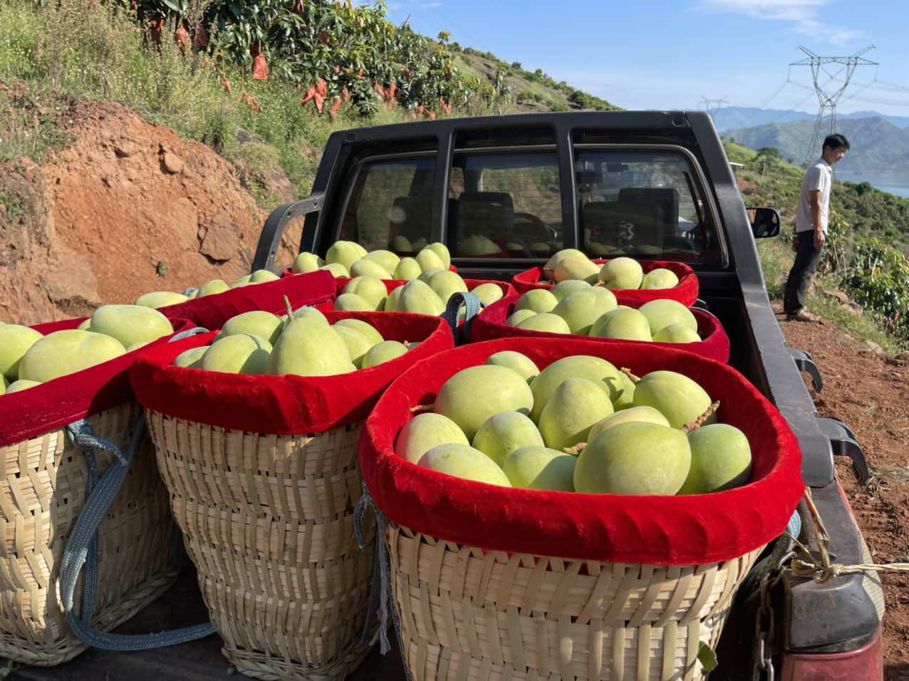 华坪芒果产业书写芒乡新篇章