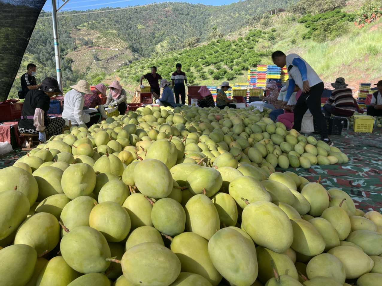 华坪芒果产业书写芒乡新篇章