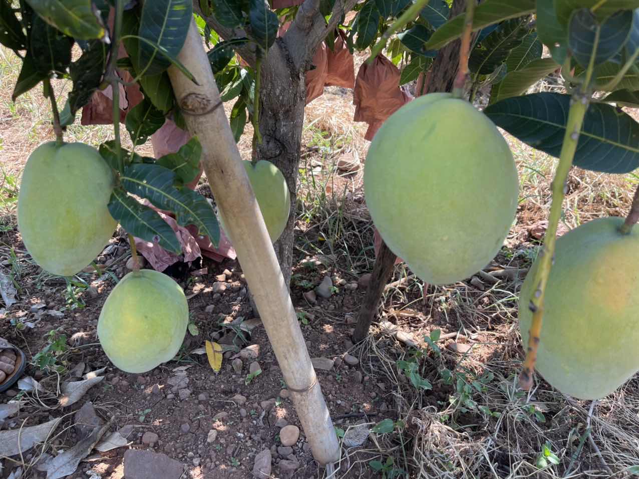 华坪芒果产业书写芒乡新篇章