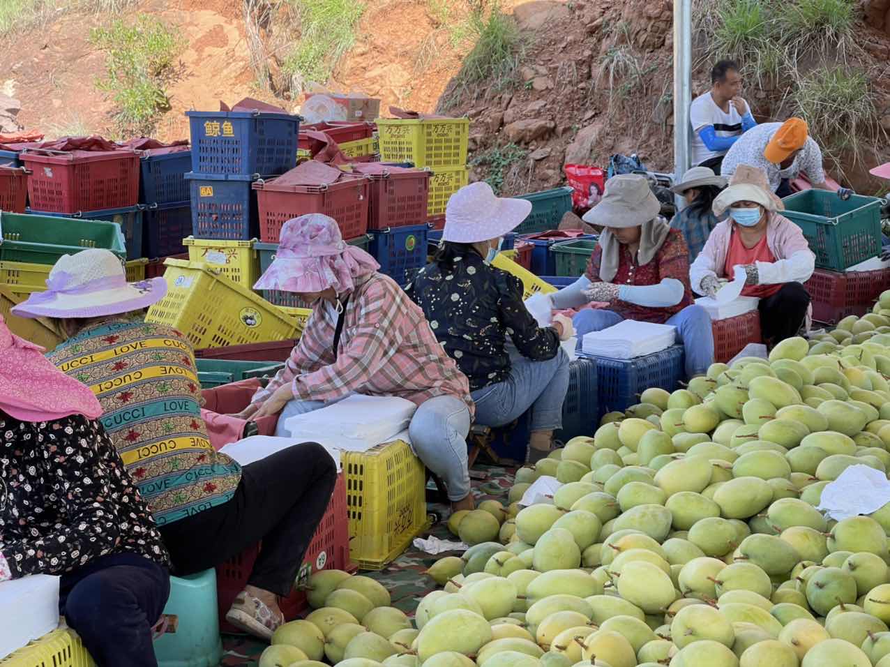 华坪芒果产业书写芒乡新篇章