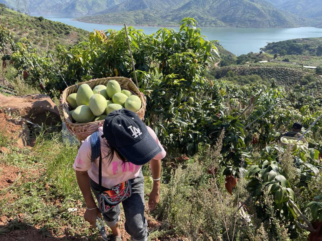 华坪芒果产业书写芒乡新篇章
