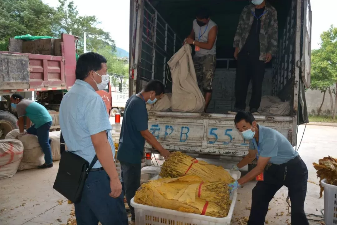 玉龙县石鼓镇开仓收购烟叶