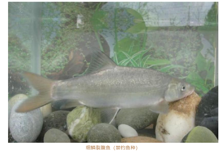 玉龙县发布关于规范金沙江流域禁捕水域允许垂钓区域垂钓管理的通知