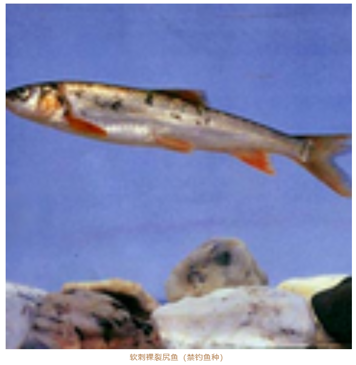 玉龙县发布关于规范金沙江流域禁捕水域允许垂钓区域垂钓管理的通知