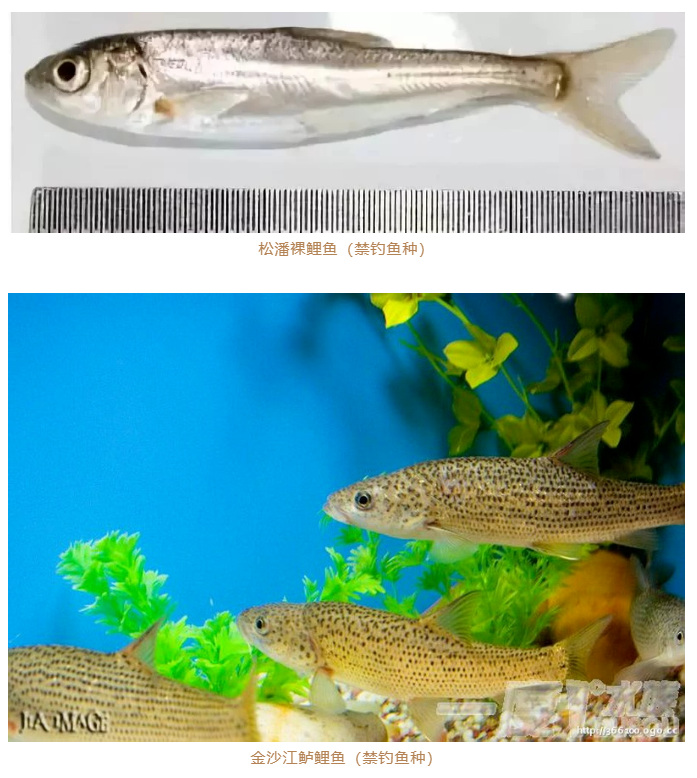 玉龙县发布关于规范金沙江流域禁捕水域允许垂钓区域垂钓管理的通知