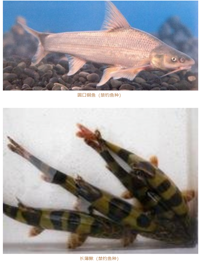 玉龙县发布关于规范金沙江流域禁捕水域允许垂钓区域垂钓管理的通知