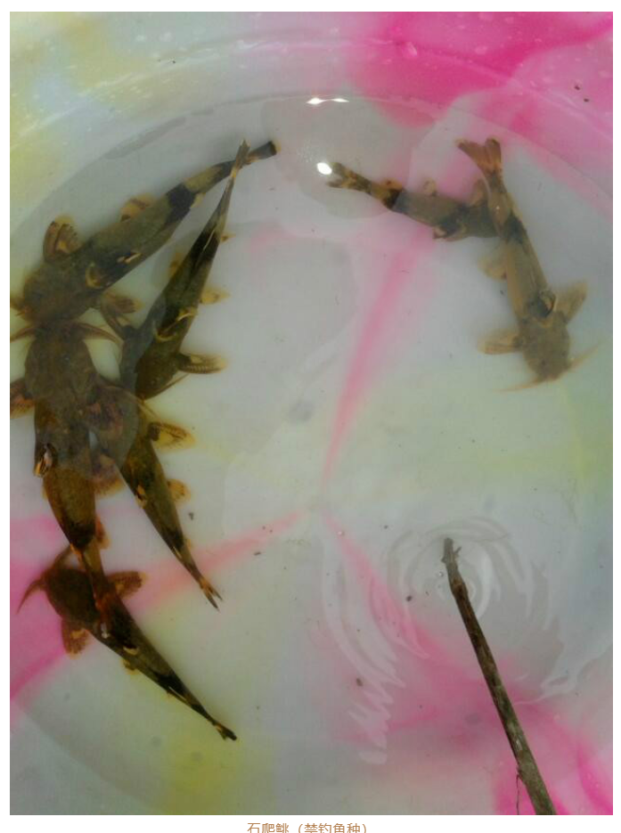 玉龙县发布关于规范金沙江流域禁捕水域允许垂钓区域垂钓管理的通知