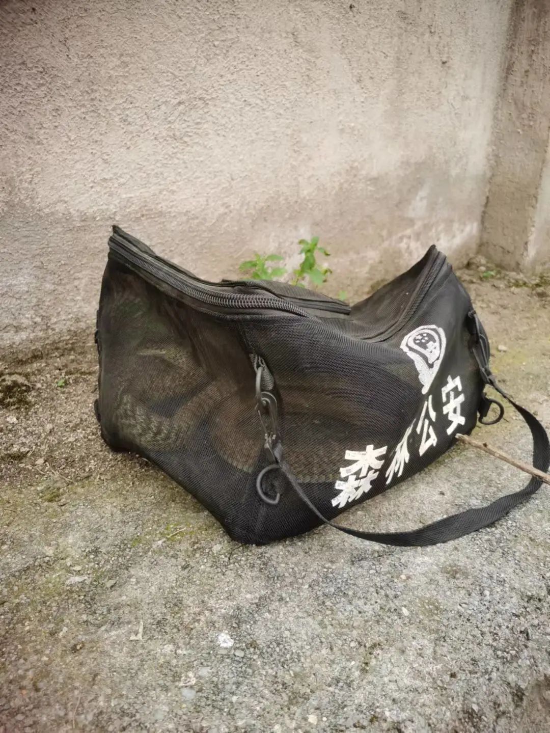 躲在鸡圈偷吃鸡蛋  “贪吃蛇”终放归山林 (1).jpg