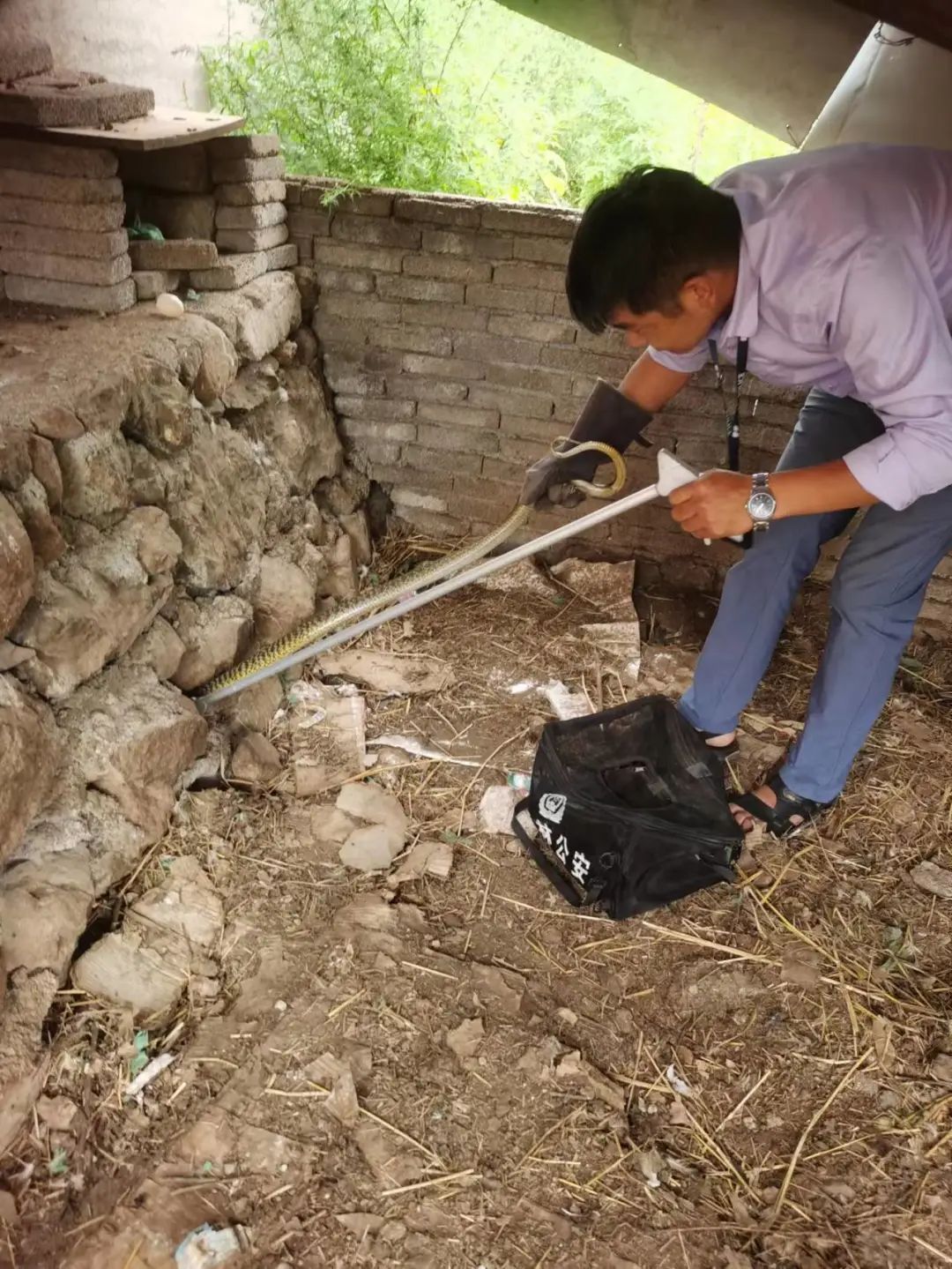 躲在鸡圈偷吃鸡蛋  “贪吃蛇”终放归山林 (2).jpg