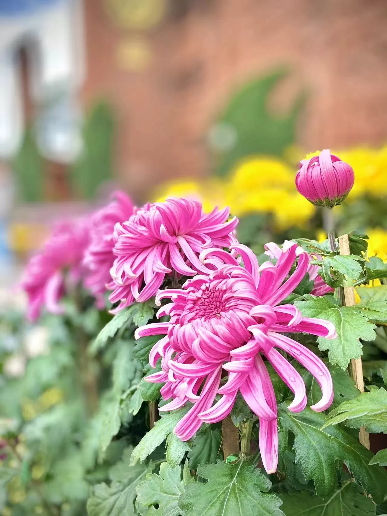 菊花香 红旗飘 丽江古城国庆氛围感拉满