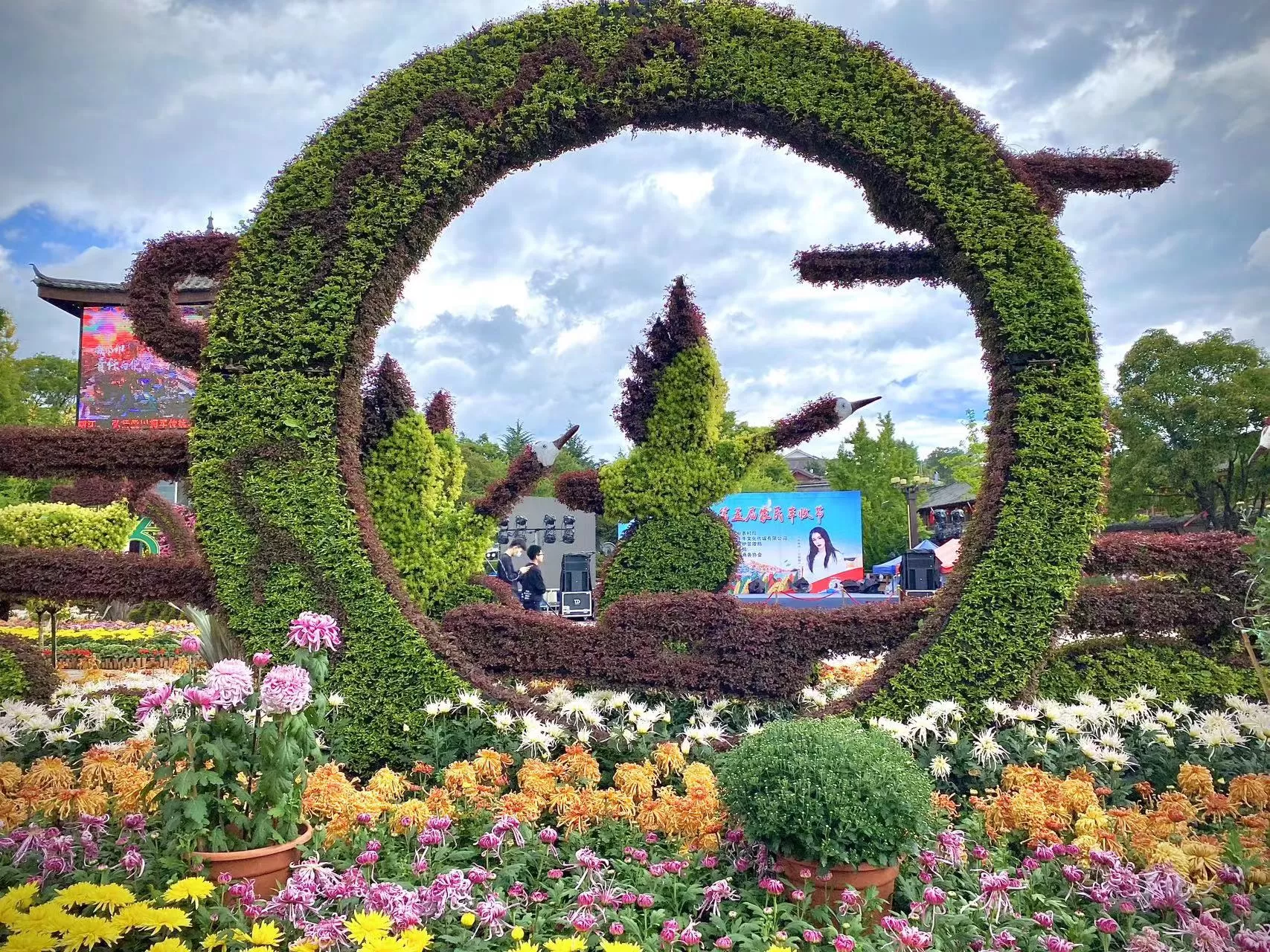 菊花香 红旗飘 丽江古城国庆氛围感拉满