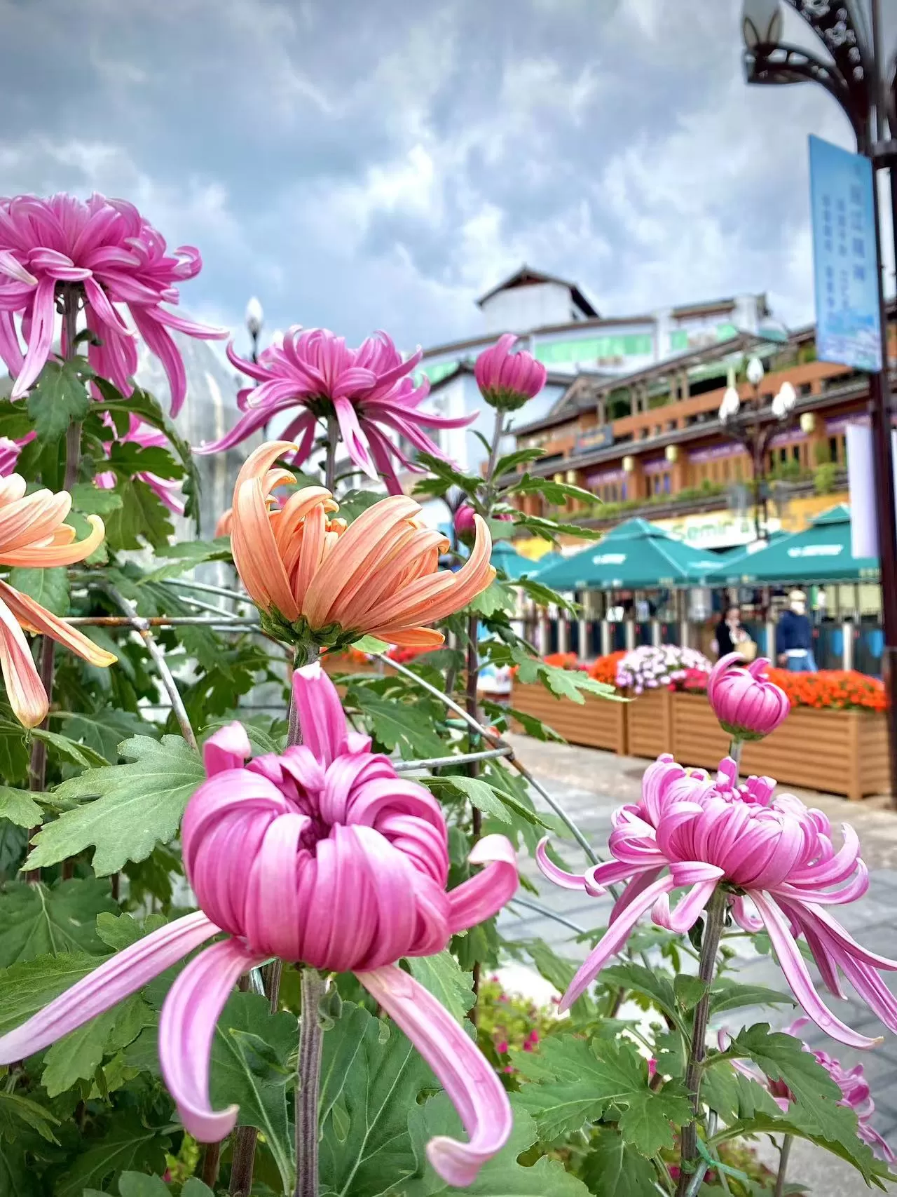 菊花香 红旗飘 丽江古城国庆氛围感拉满