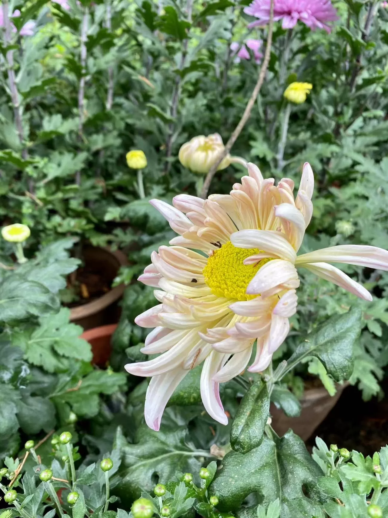 菊花香 红旗飘 丽江古城国庆氛围感拉满