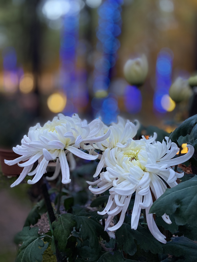 夜游安排！丽江古城狮子山越夜越精彩！ (9).JPG
