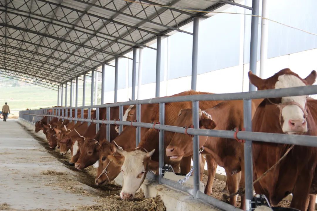 永胜县肉牛产业巩固拓展脱贫攻坚成果助力乡村振兴发展