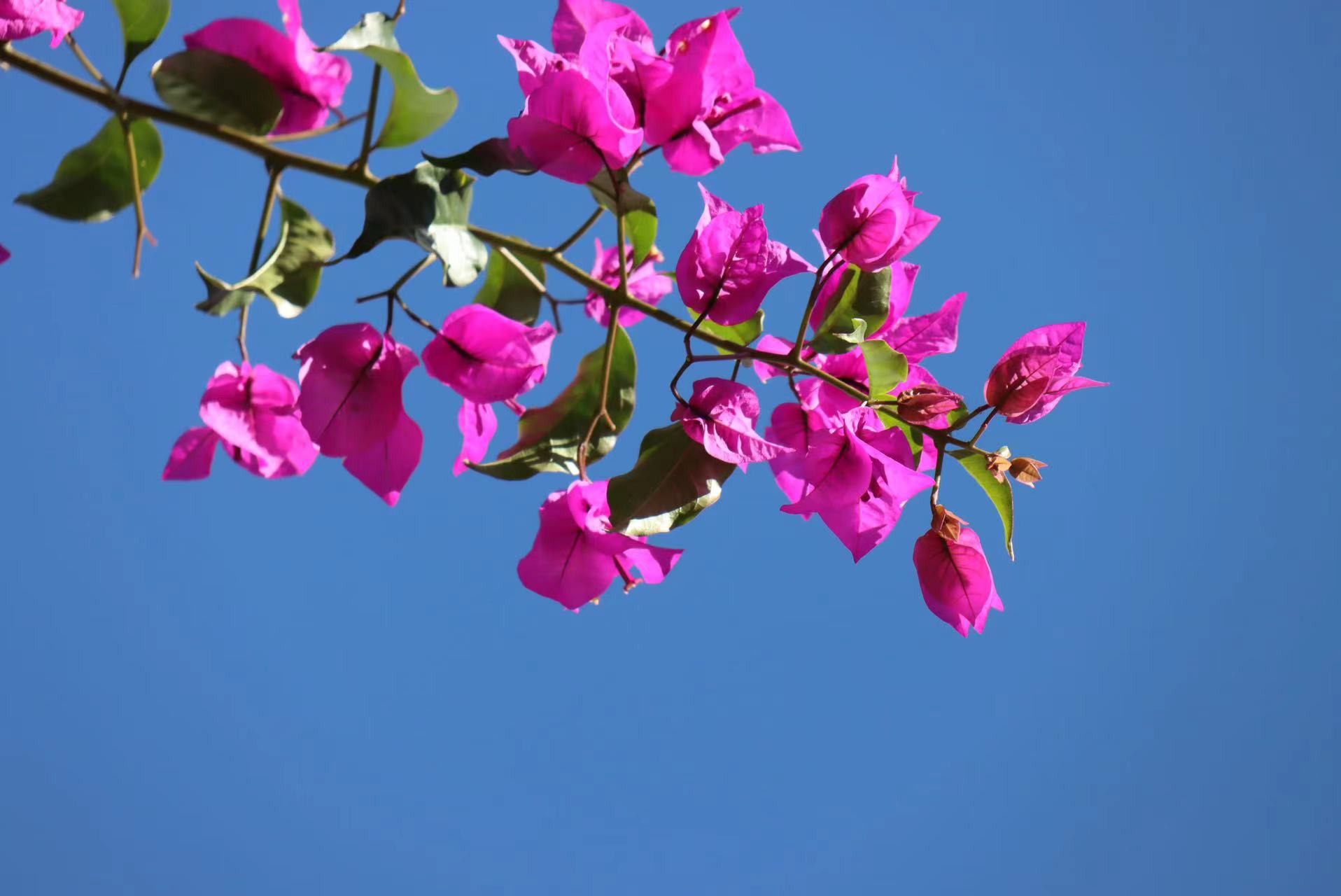 久违！你熟悉的丽江蓝又回来了  走 拍蓝天去！