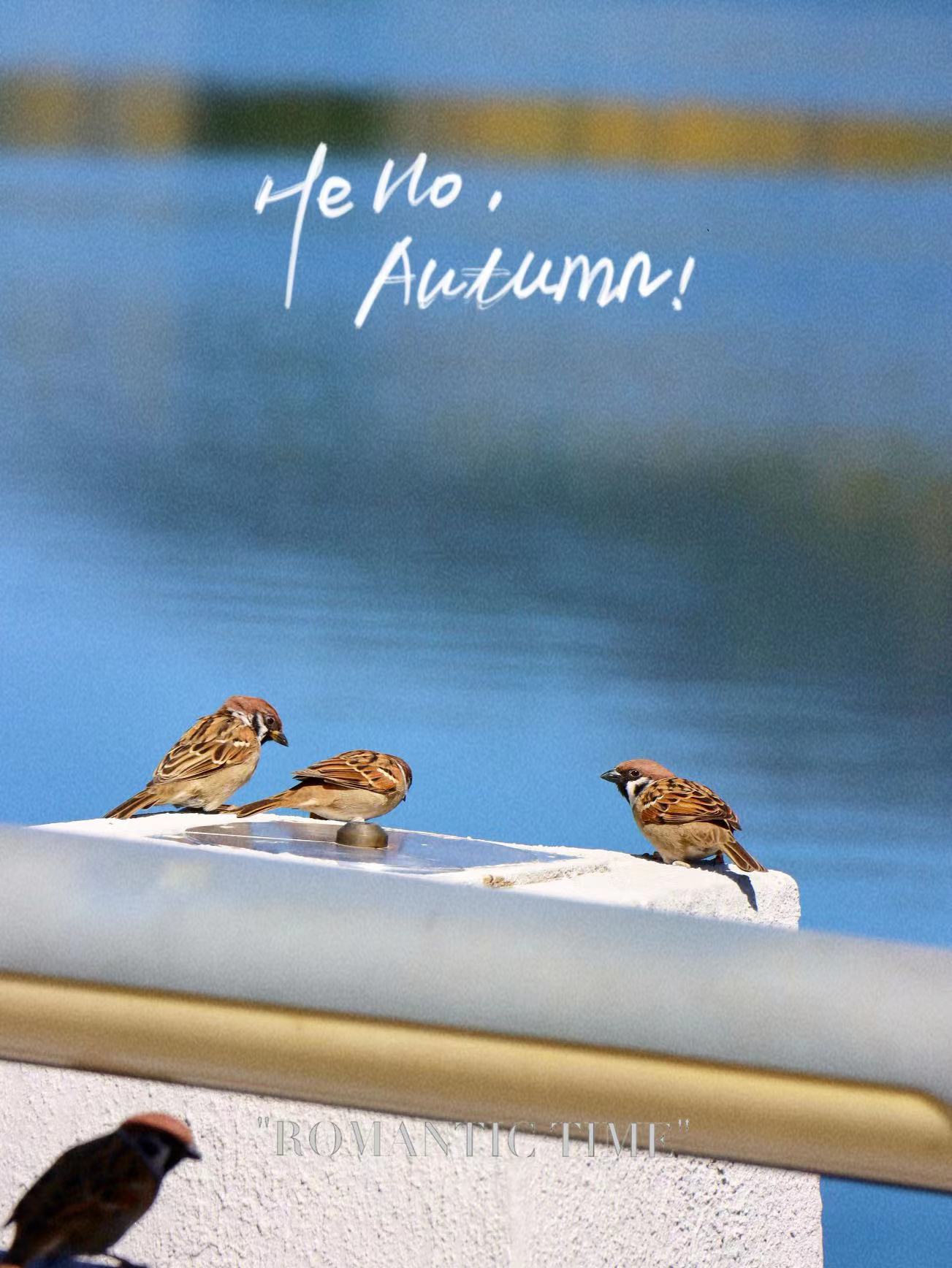 久违！你熟悉的丽江蓝又回来了  走 拍蓝天去！