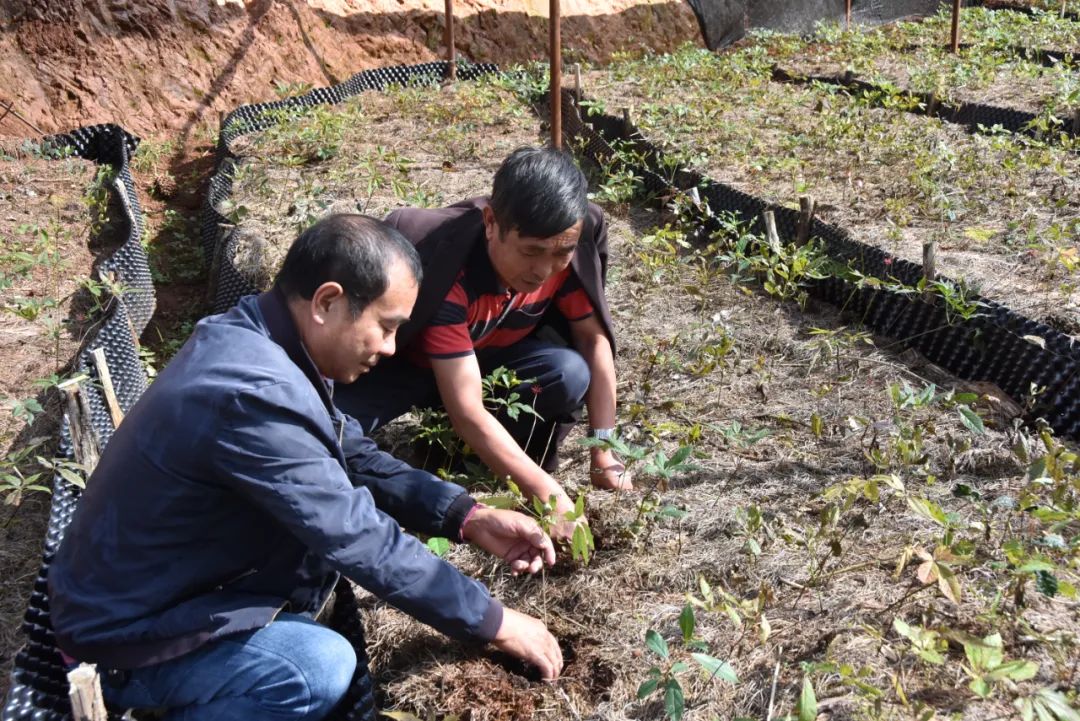 半亩卖了8万多  永胜珠子参种植面积约有500亩 (2).jpg