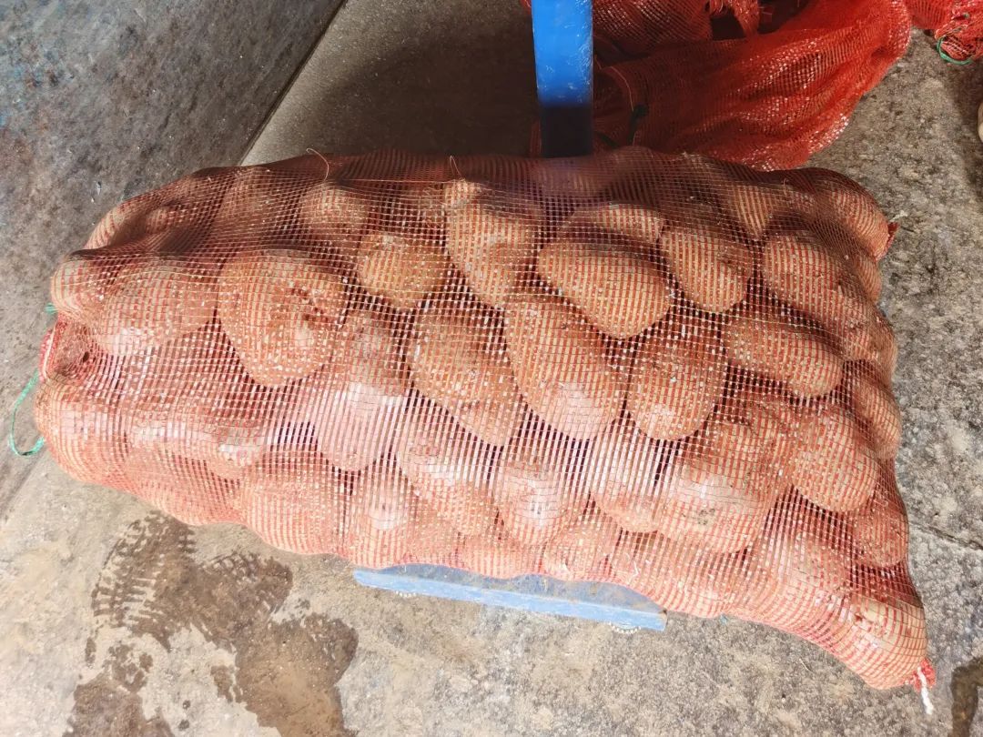 1000斤土豆挖好放在地里 第二天就不见了.jpg