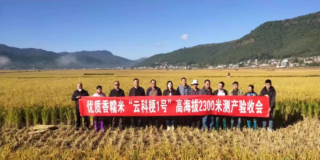 平均亩产722.85千克，省作物学会邀请专家到永胜顺州开展优质稻“种粮工程”“云科粳1.jpg