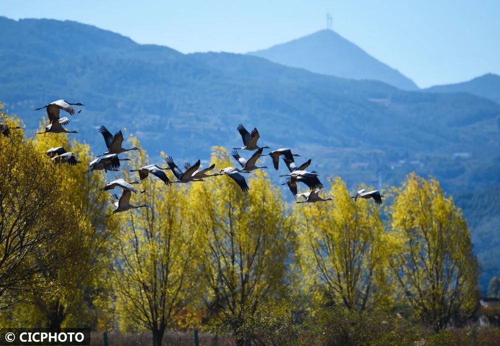 丽江拉市海：生态湿地鸟儿欢 (1).jpg