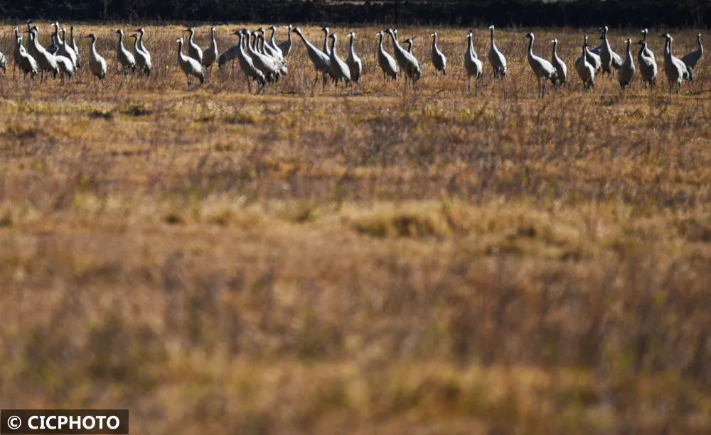 丽江拉市海：生态湿地鸟儿欢 (2).jpg