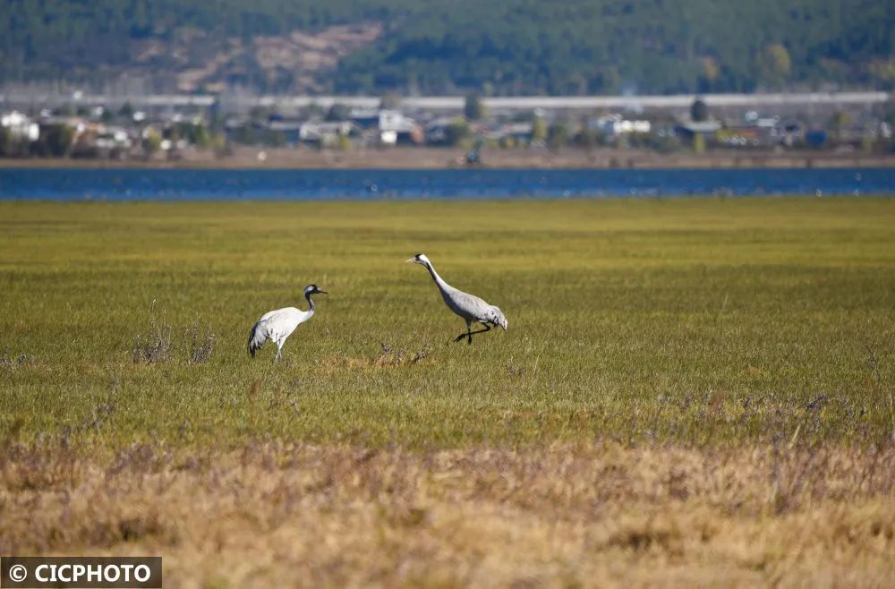 丽江拉市海：生态湿地鸟儿欢 (3).jpg