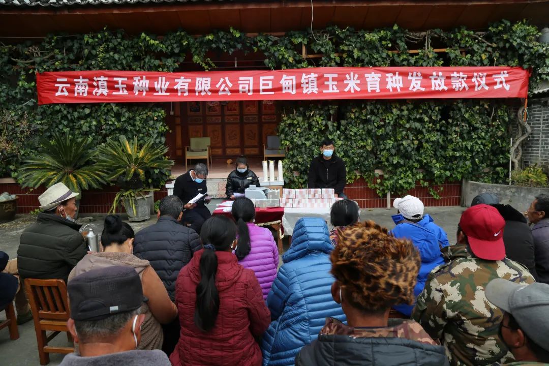 现场兑现现金107万余元！玉龙县巨甸镇玉米育种户喜领育种款