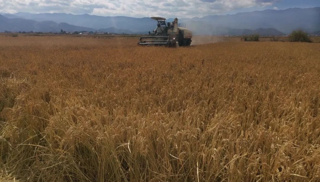 丽江粮食生产实现“十八连丰”.jpg