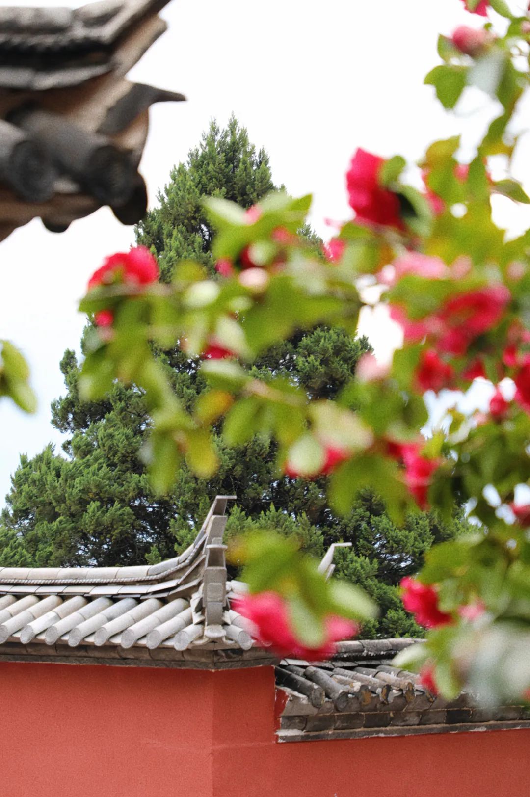 赏花正当时  玉峰寺万朵山茶热烈盛开  (1).jpg