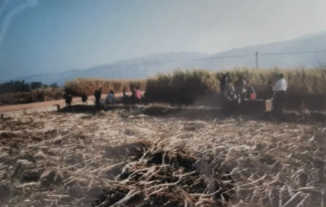 1997年宁蒗出租车司机被人杀害抛尸甘蔗林 26年后4名嫌疑人落网