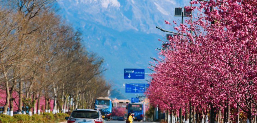 丽江樱花大道 一路追寻浪漫樱花盛景 (2).png