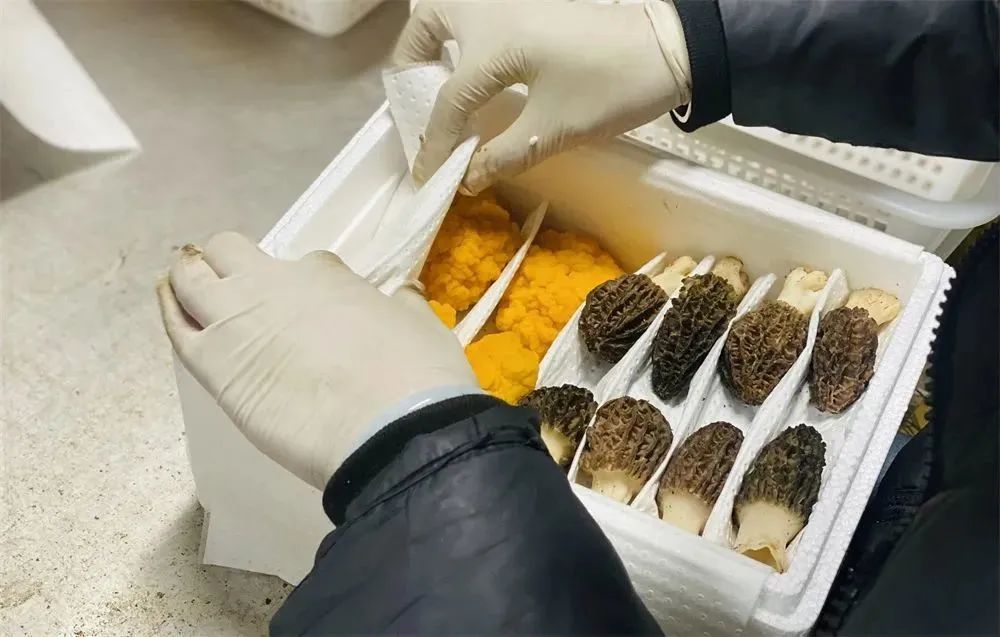 玉龙县羊肚菌迎来丰收 (1).jpg