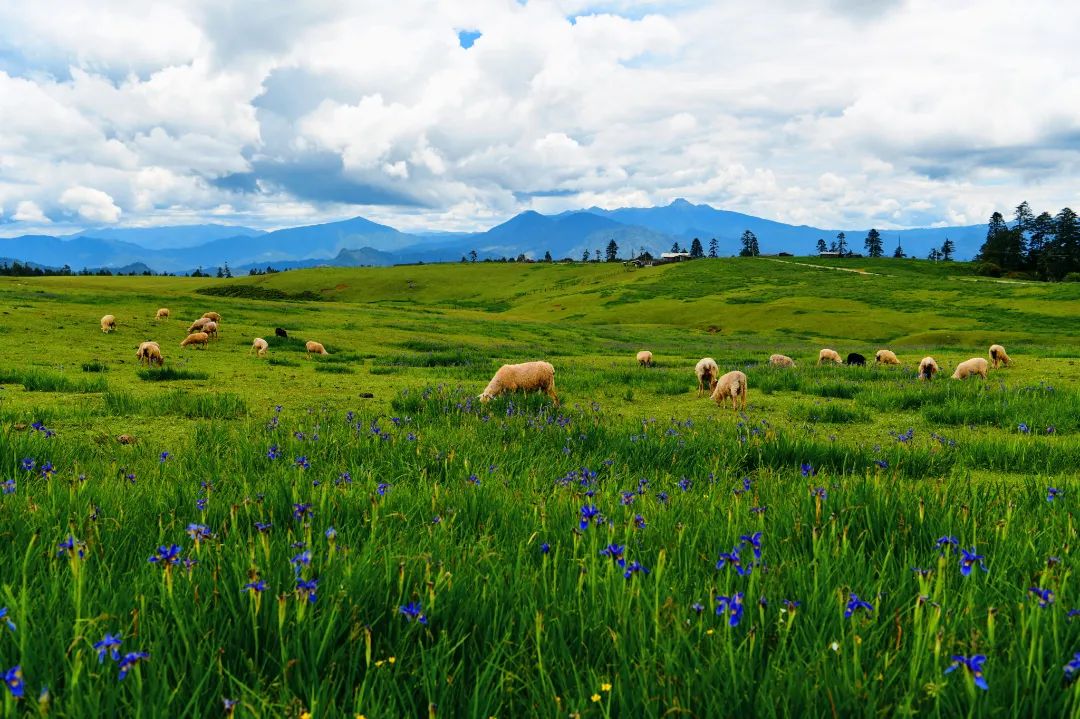 有一种叫云南的生活之舍不得的丽江 (5).jpg
