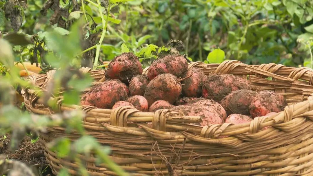 “丽薯6号” 入选国家推广目录.jpg