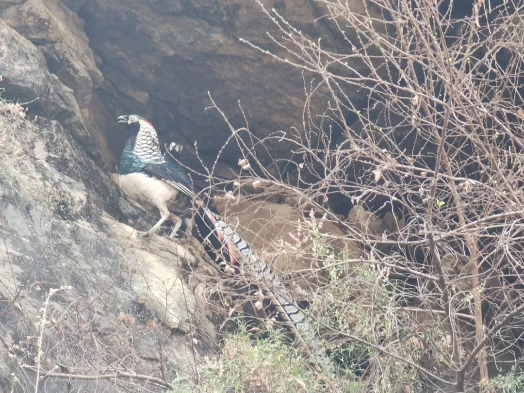 永胜县发现国家二级保护动物白腹锦鸡 (2).jpg