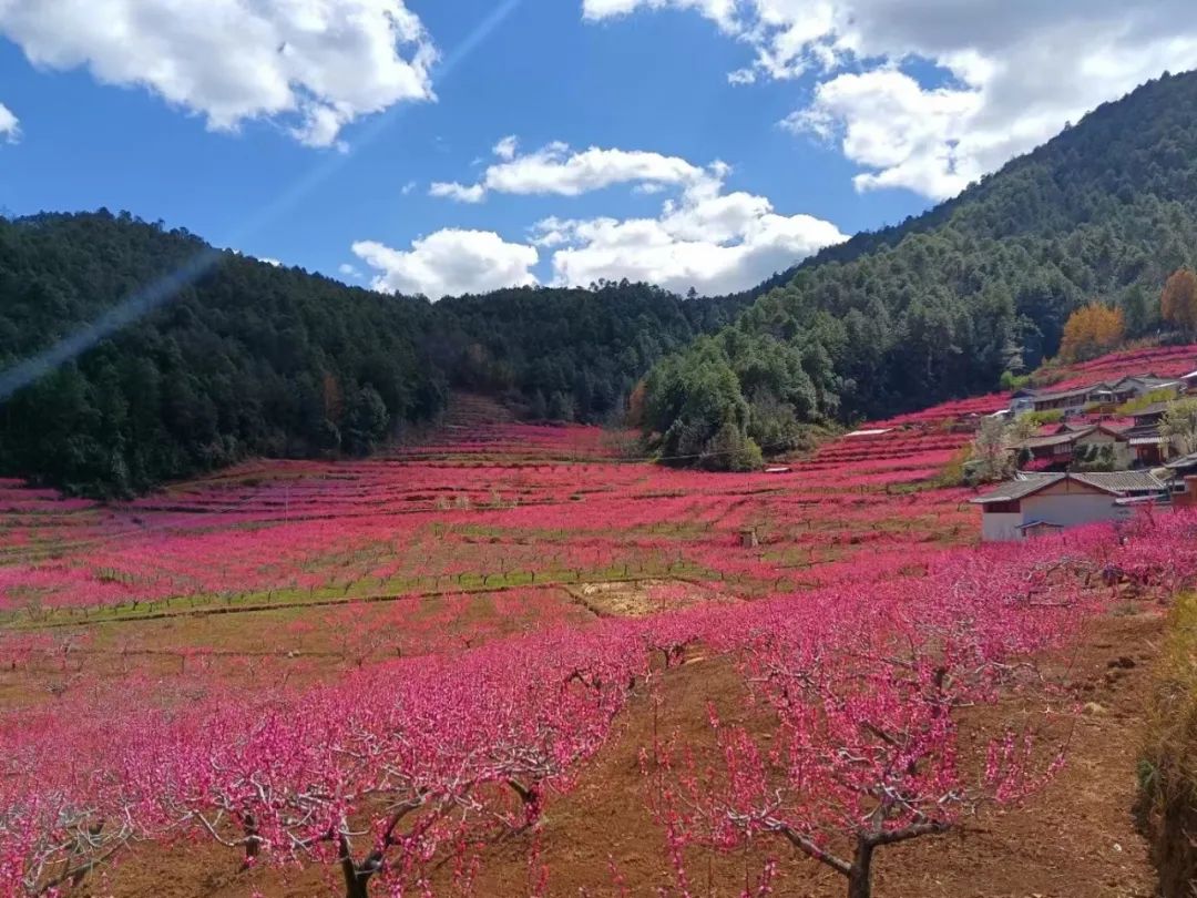 石鼓检木科桃花盛放   快来打卡 (1).jpg