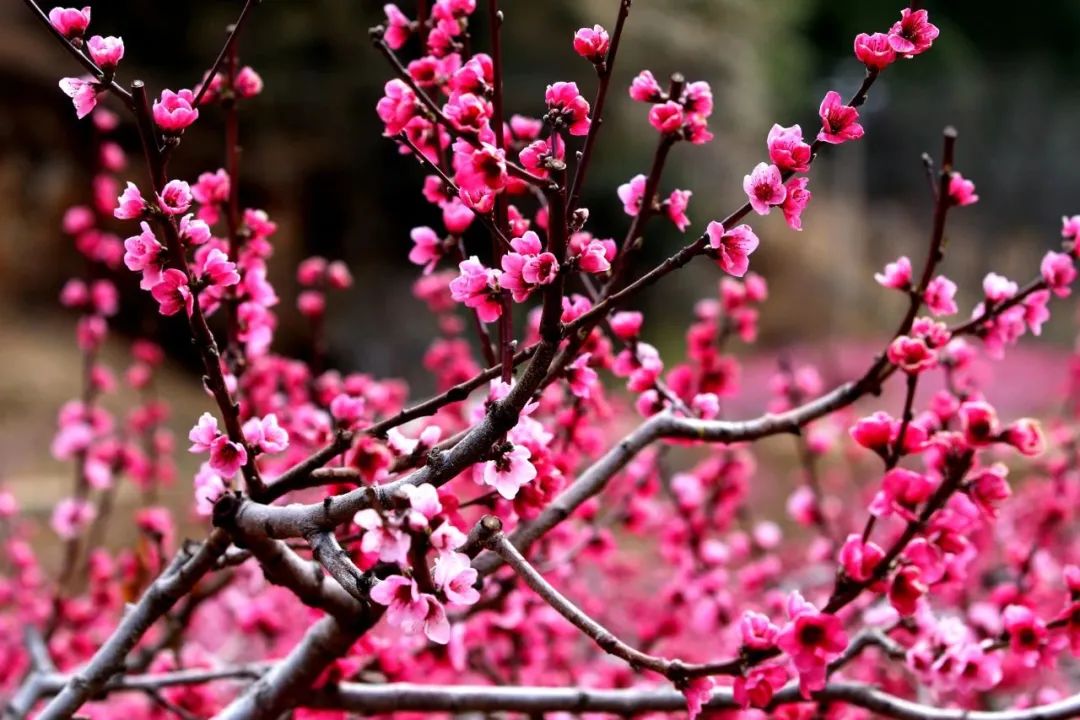 石鼓检木科桃花盛放   快来打卡 (3).jpg