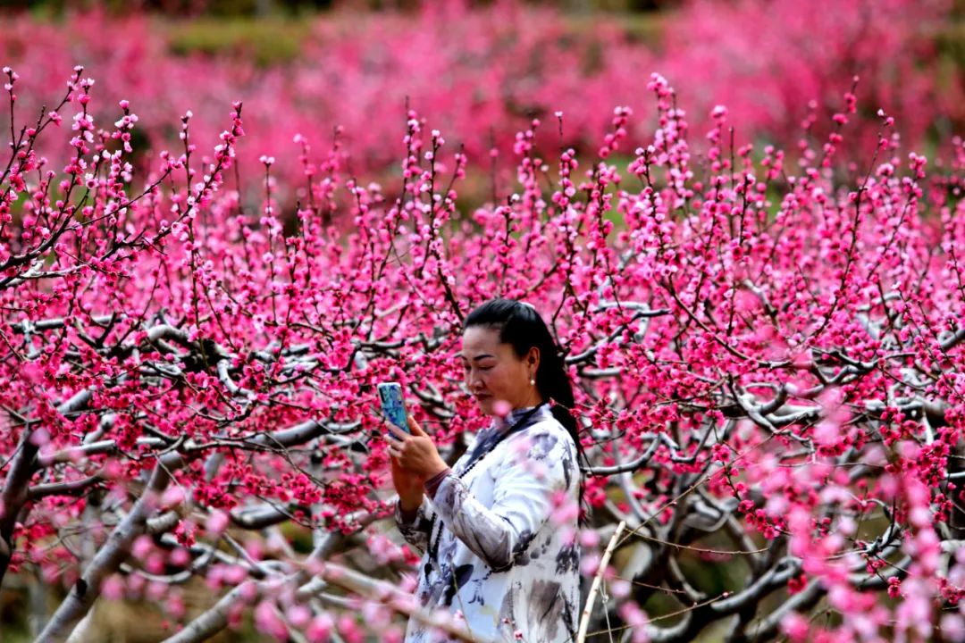 石鼓检木科桃花盛放   快来打卡 (4).jpg