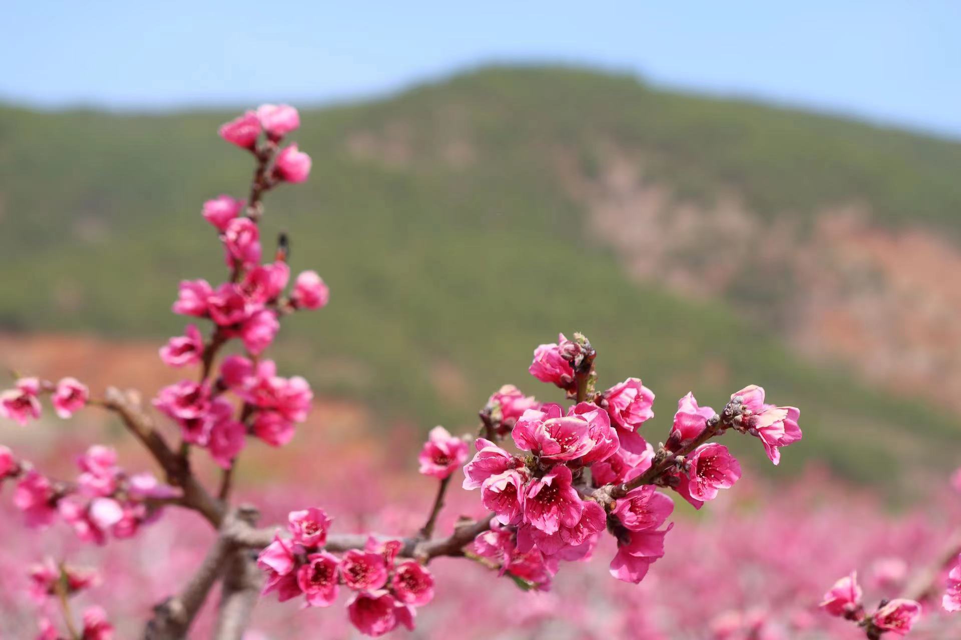 春遇好风光 花香溢拉市 拉市镇第二届桃花节开幕了！ (2).jpg