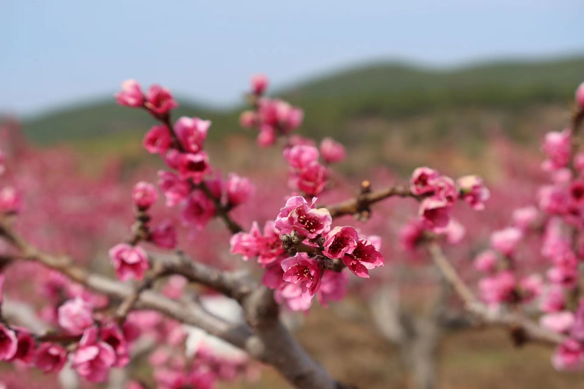 春遇好风光 花香溢拉市 拉市镇第二届桃花节开幕了！ (3).jpg