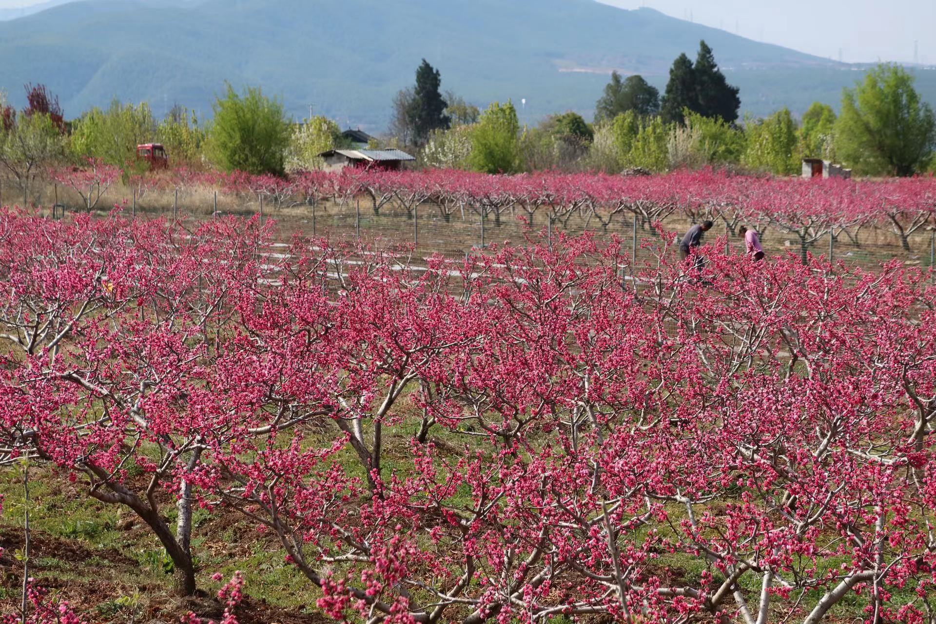 春遇好风光 花香溢拉市 拉市镇第二届桃花节开幕了！ (5).jpg