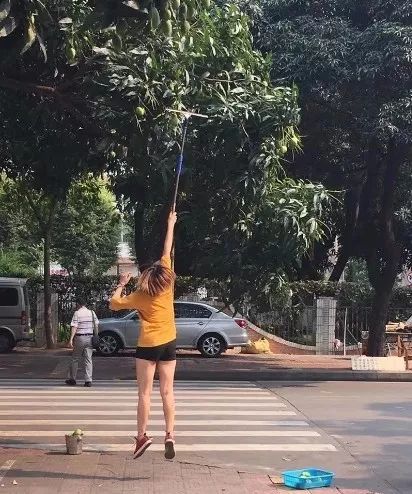 能摘街道树上的水果吗？省住建厅回应了