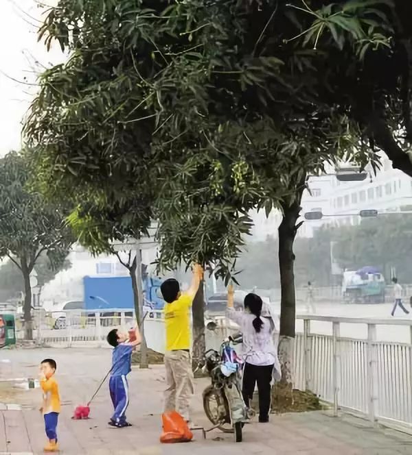 能摘街道树上的水果吗？省住建厅回应了