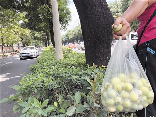 能摘街道树上的水果吗？省住建厅回应了