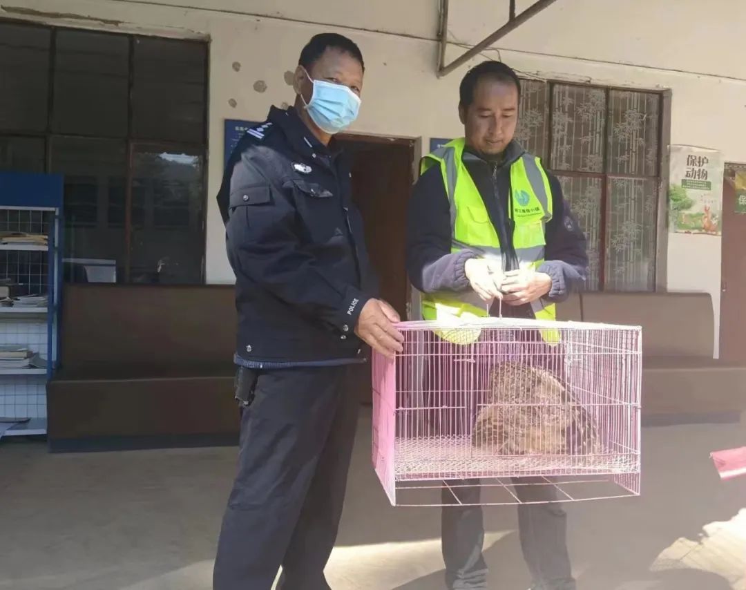 警民携手救助呆萌“猫头鹰” (1).jpg