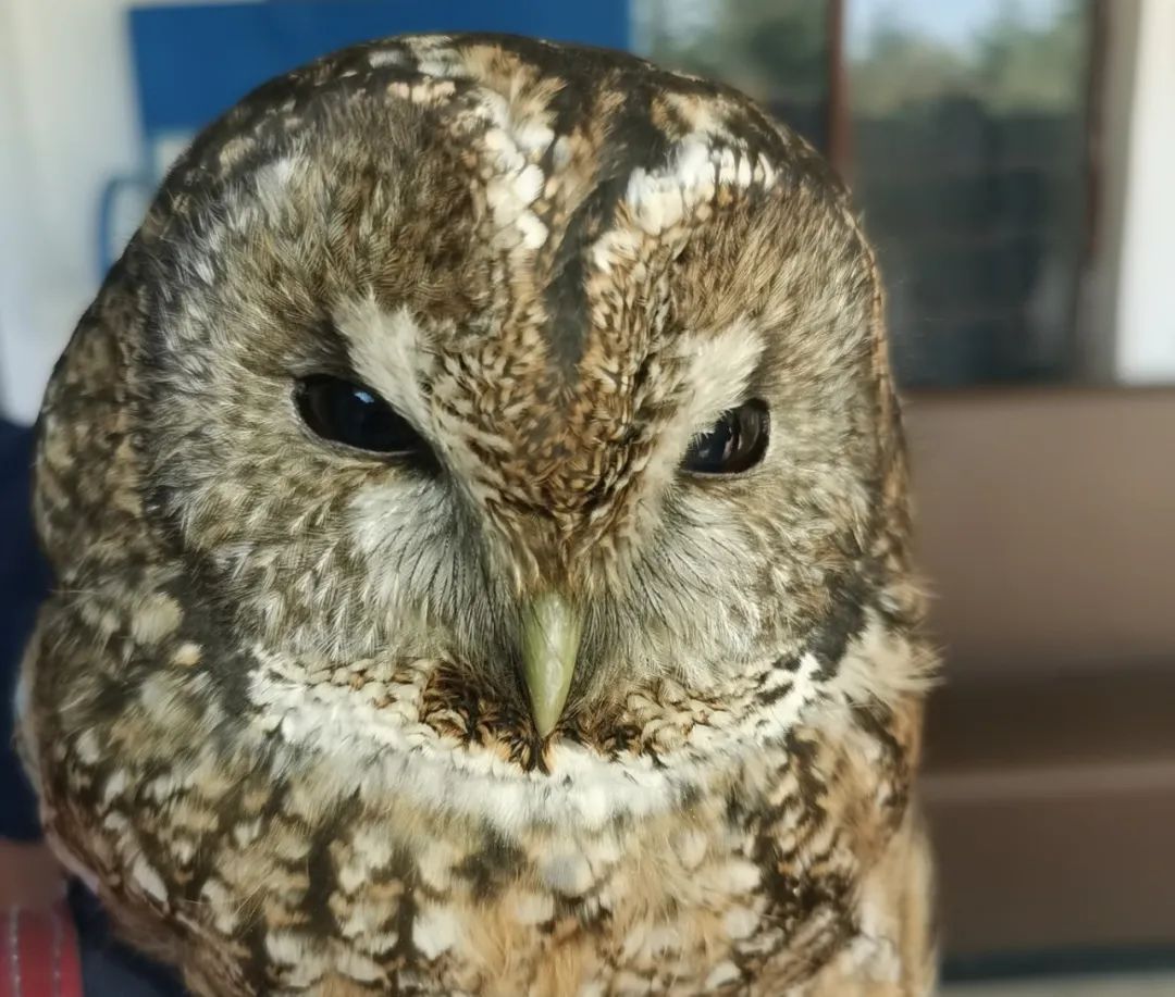 警民携手救助呆萌“猫头鹰” (2).jpg