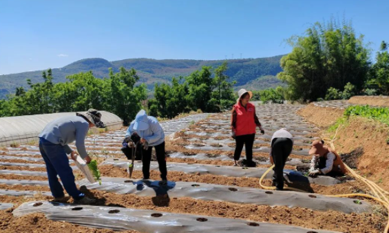 华坪烟农正抢抓时令  1.74万亩烤烟移栽全面展开.png